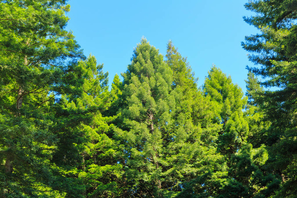 California drzewa sekwoja, objęte soczysta zieleń liści przeciwko bezchmurne, Błękitne niebo. Whakarewarewa Forest w pobliżu Rotorua, Nowa Zelandia - Zdjęcie, obraz