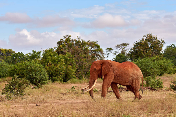 Un troupeau d'éléphants est sauvage et martèle en safari au Kenya
,  - Photo, image