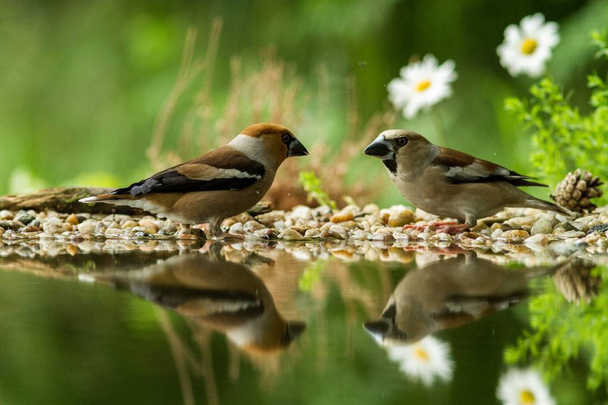 Dos jilguero sentado en la orilla del liquen del estanque de agua en el bosque con hermoso bokeh y flores en el fondo, Alemania, pájaro reflejado en el agua, pájaro cantor en el hábitat de la naturaleza lago, reflejo espejo, vida silvestre
 - Foto, imagen