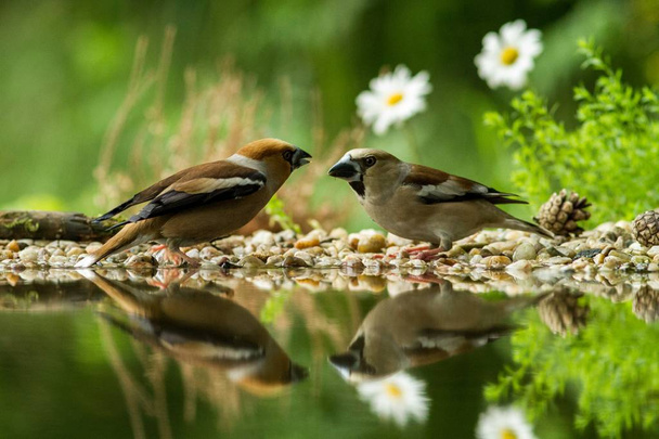 Grubodziób zwyczajny dwa, siedzi na brzegu porostu wody staw w lesie z pięknymi bokeh i kwiatów w tle, Niemcy, ptak odbite w wodzie, ptak śpiewający w siedlisku Natura Jezioro, odbicia lustrzanego odbicia, wildlife - Zdjęcie, obraz