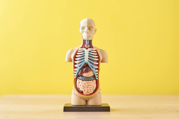 Modelo anatómico del cuerpo humano con órganos internos sobre un fondo amarillo. Maniquí corporal de anatomía
 - Foto, Imagen