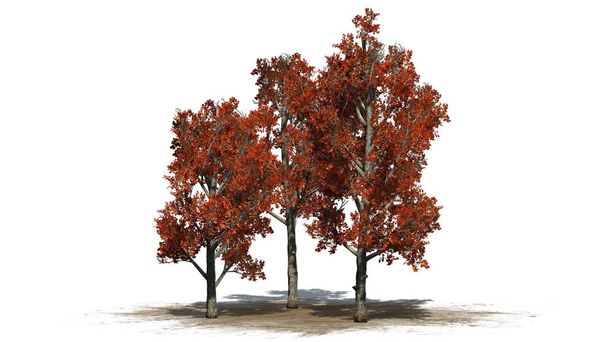 Red Maple tree cluster in fall on a sand area - isolated on white background - Photo, Image