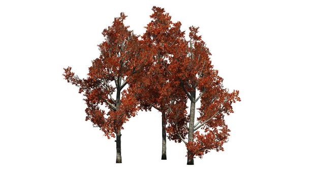 several different Red Maple trees in fall - isolated on white background - Photo, Image