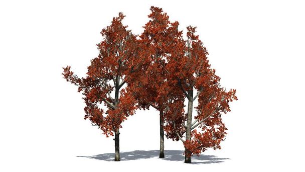 varios árboles de arce rojo diferentes en otoño con sombra en el suelo - aislado sobre fondo blanco
 - Foto, Imagen