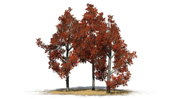 useita erilaisia Red Maple puita syksyllä nurmikolla - eristetty valkoisella pohjalla
 - Valokuva, kuva