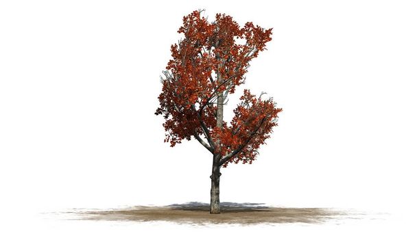 Punainen vaahtera puu syksyllä hiekka-alueella - eristetty valkoisella pohjalla
 - Valokuva, kuva