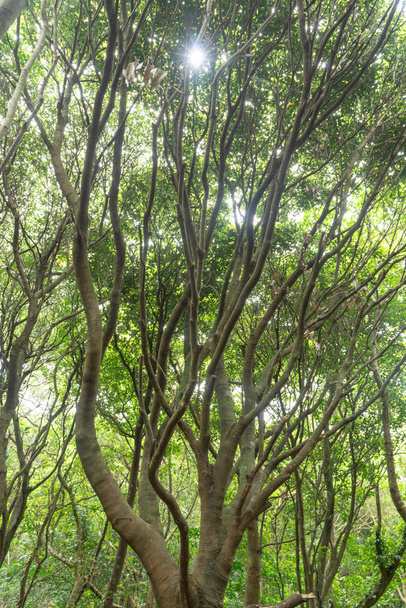 grande banyan árvore em okinawa
 - Foto, Imagem