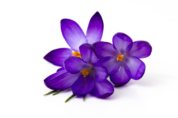 Crocus - ilkbahar çiçeklerinden biri. - Fotoğraf, Görsel