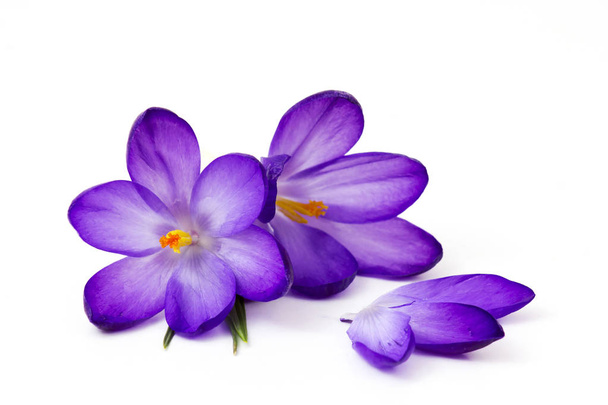 crocus -最初の春の花の1つ - 写真・画像