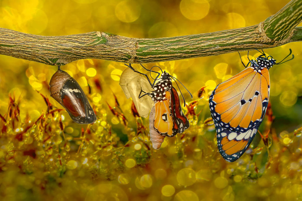 Erstaunlicher Moment, Monarchfalter, Puppen und Kokons werden ausgesetzt. Konzeptänderung von Schmetterling - Foto, Bild