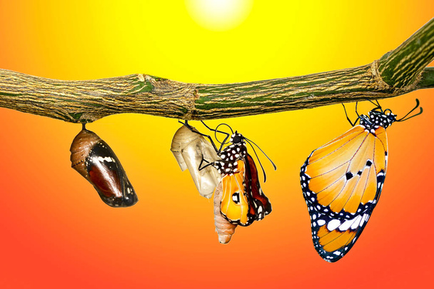Verbazingwekkend moment, Monarch Butterfly, poppen en cocons zijn geschorst. Concept transformatie van vlinder - Foto, afbeelding