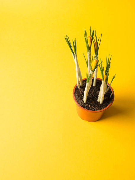 Crocus de primavera florescendo amarelo em um pote em um fundo amarelo
 - Foto, Imagem