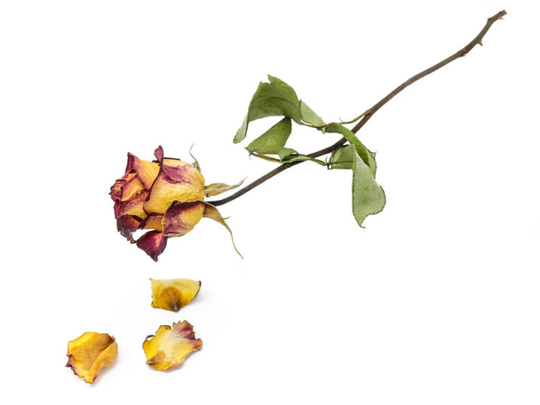 Rosa amarillo-roja con hojas secas aisladas sobre blanco
 - Foto, Imagen