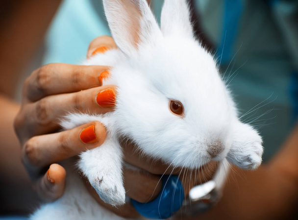 Білий кролик в руках
 - Фото, зображення
