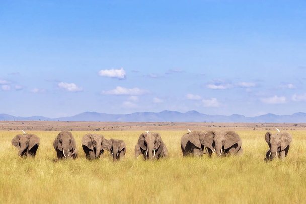 Stado słoni spaceru przez Park Narodowy Amboseli, Kenia. Grupa ta rodzina jest na tle podnóża Kilimandżaro i błękitne niebo, i niektóre czaple idą do jazdy. - Zdjęcie, obraz