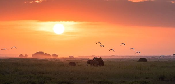 Elephants walk across the marshes of Amboseli National Park, Kenya, at sunrise. They have egrets perched on their backs and flying behind them.  - Photo, Image