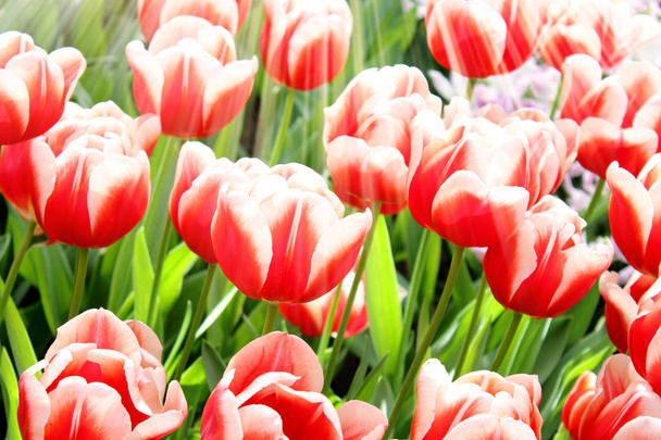Świeże czerwone tulipany w słońcu, promienie słońca - Zdjęcie, obraz