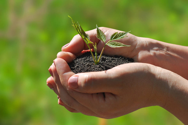 Young plant in the hands. - Photo, Image