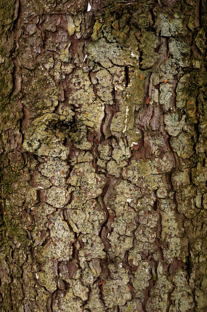 Natural winter wood textures - Photo, Image