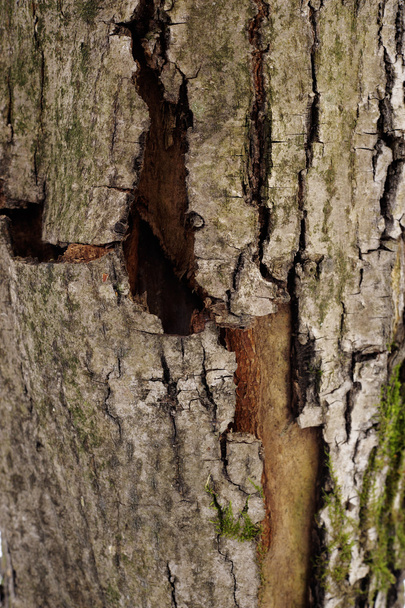 Natural winter wood textures - Photo, Image