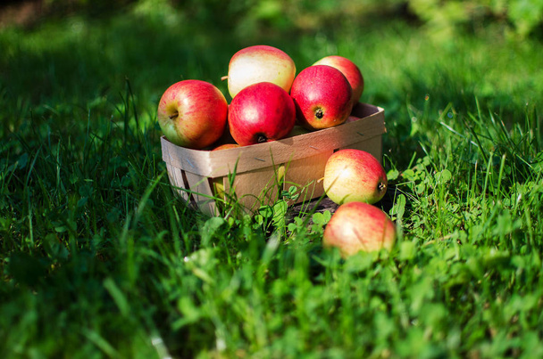 Jabłka na tle ograniczone w koszyku  - Zdjęcie, obraz