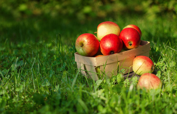 Μήλα σε περιορισμένη φόντο στο καλάθι  - Φωτογραφία, εικόνα