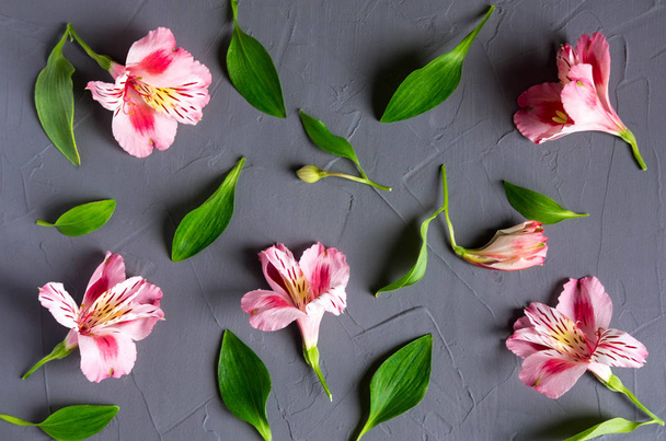 Pattern with pink flowers on a dark background. Alstroemeria flowers on a gray background. Background for greeting card, banner, blog. Alstomerias live flowers. View from above - 写真・画像