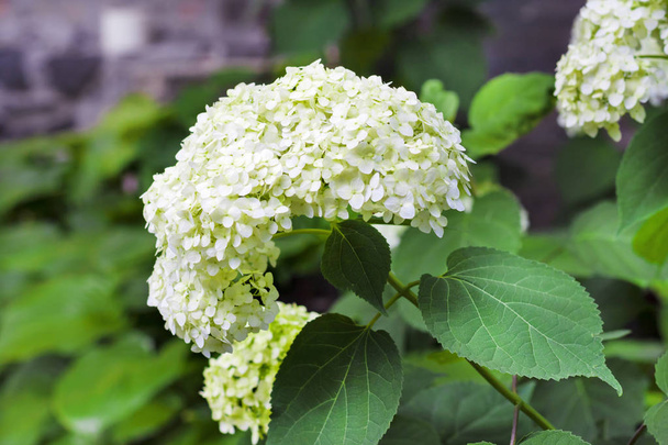 Blooming white Annabelle Hydrangea arborescens  - Photo, Image