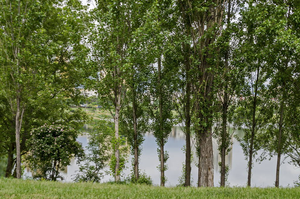 Springtime green on a fresh trees and lake in residential district Drujba, Sofia, Bulgaria   - Foto, imagen