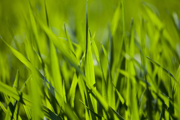 Field of green grass - Foto, imagen