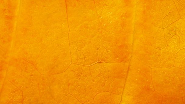 Natural background texture of autumn yellow leaf - Фото, зображення