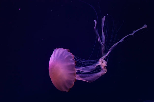Красивая медуза.
. - Фото, изображение