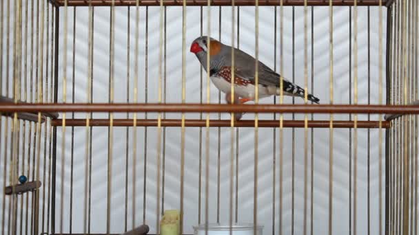 Ζέβρα Φιντς (Taeniopygia guttata) πουλί σε ξύλινο κλουβί πουλιών - Πλάνα, βίντεο