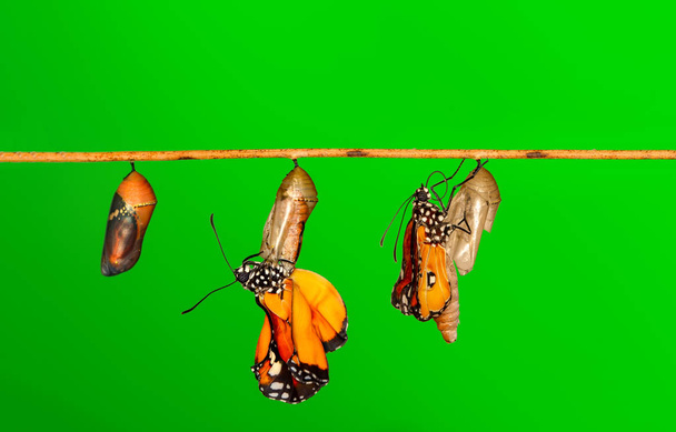 Csodálatos pillanat, Császár Pillangó, bábok és gubók felfüggesztve. A pillangó koncepciójának átalakulása - Fotó, kép