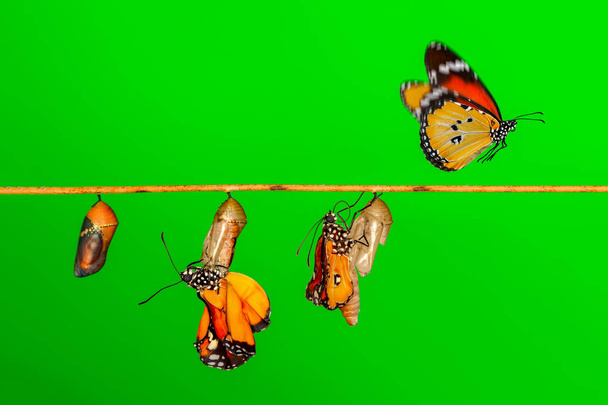 Momento incredibile, Monarca Farfalla, pupe e bozzoli sono sospesi. Concetto trasformazione di Butterfly - Foto, immagini
