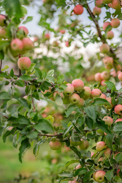 Μικρά μήλα σε ένα δέντρο στον κήπο. Καλλιέργεια βιολογικών φρούτων στο αγρόκτημα. - Φωτογραφία, εικόνα