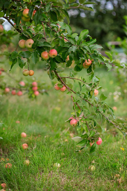 Μικρά μήλα σε ένα δέντρο στον κήπο. Καλλιέργεια βιολογικών φρούτων στο αγρόκτημα. - Φωτογραφία, εικόνα