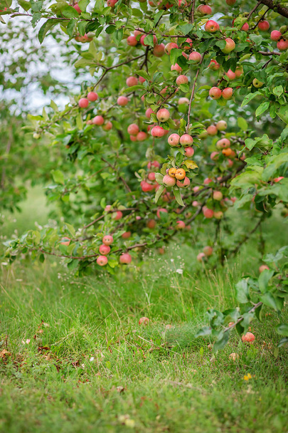 Nuoret omenat puussa puutarhassa. Luonnonmukaisten hedelmien viljely tilalla
. - Valokuva, kuva