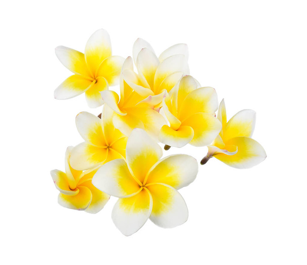 Beyaz arkaplanda Frangipani çiçeği - Fotoğraf, Görsel