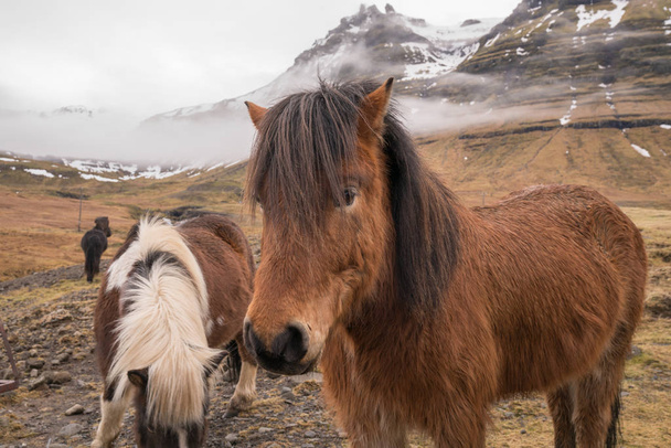 Icelandic Horses  - Foto, Imagem