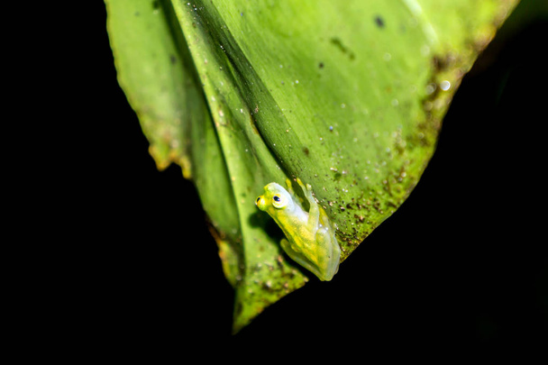 Reticulted lasi sammakko - Costa Rica luonnonvaraisten eläinten
 - Valokuva, kuva