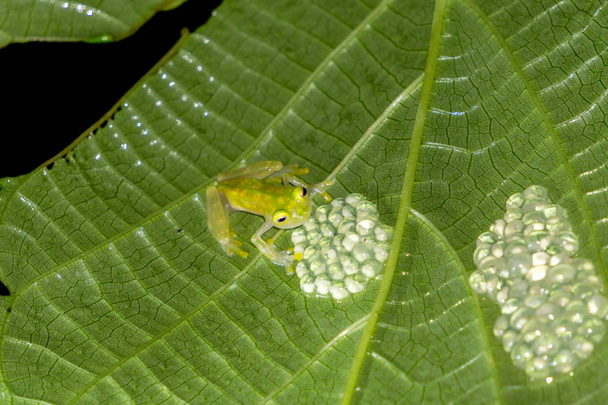 Reticulted lasi sammakko vartiointi munat - Costa Rica luonnonvaraisten eläinten
 - Valokuva, kuva