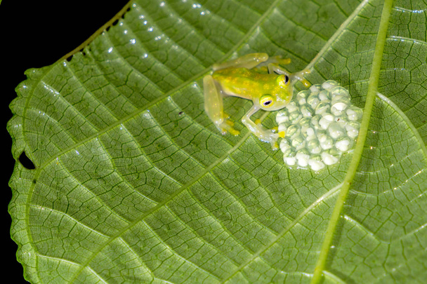Reticulated Glass Frog Guarding the Eggs - Costa Rica Wildlife - Photo, Image