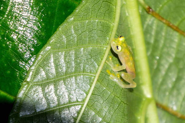 Сетчатая стеклянная лягушка в диком дождевом лесу, Пунтаренас, Коста-Рика
 - Фото, изображение