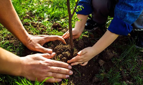 Father with child holding hands. little boy helping his father to plant the tree while working together in the garden. sunday. smiling face. spring time. volunteer with sprout for growing  - Φωτογραφία, εικόνα