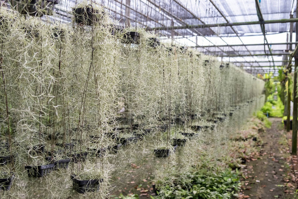 Tillandsia usneoides, Bromeliaceae agricultura empresa jardín
 - Foto, Imagen