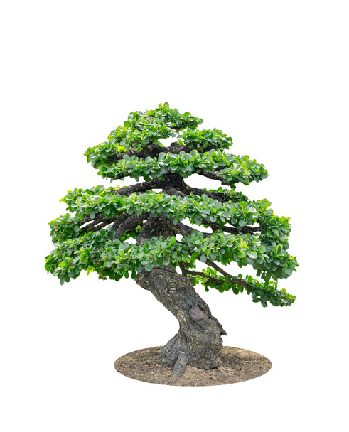 Bonsai-Baum elegant auf weißem Hintergrund - Foto, Bild