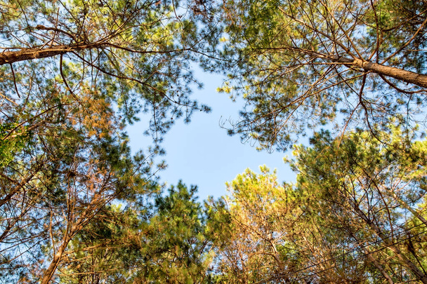 Mira hacia arriba bosque de pinos alto
 - Foto, Imagen