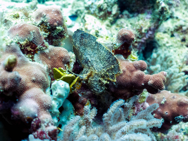 Scorpionfish Feuille - Poisson venimeux, étrange
 - Photo, image