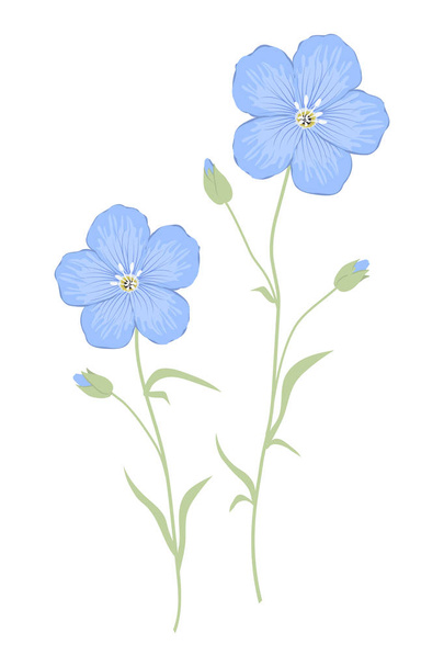 Flachsblüten isoliert auf weißem Hintergrund. Bettwäsche. blaue Blüten mit grünen Blättern. Sommerpflanzen. Vektorillustration - Vektor, Bild
